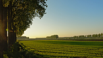 Farmland in the Flemish countryside in colorful evening light after sunset, with trees with long...