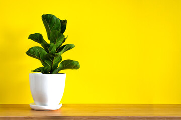 Mock up banner with copy space trending flower ficus lyrata on bright yellow background. Summer indoor plants and urban jungle concept