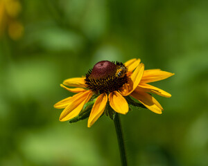 Flower and Bee