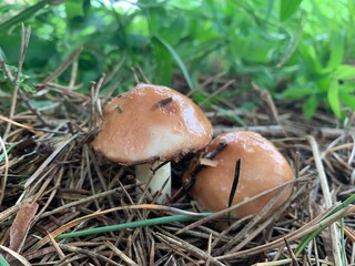 mushrooms  in the green grass