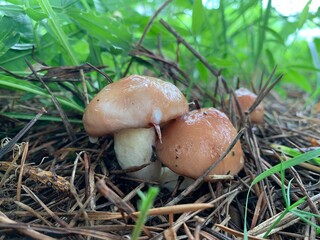mushrooms  in the green grass