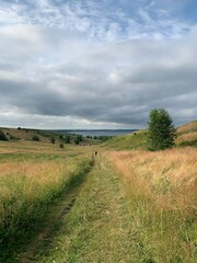 summer field near the forest