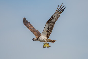 Obraz premium osprey