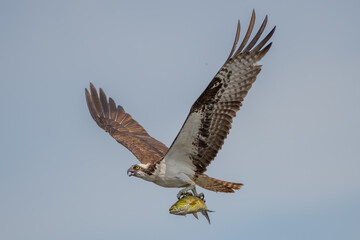 osprey