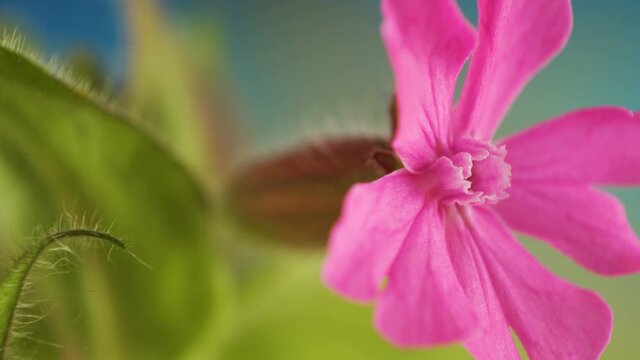 The hole on the center of the flowers of the red campion plant