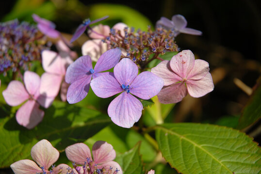 Lacecap Hydrangea flowers,  also known as Hydrangea macrophylla normalis
