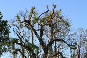 Baum