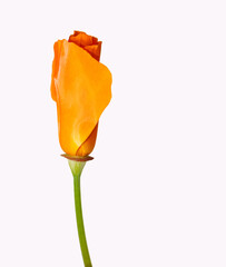 A simple, single orange Poppy that is just beginning to unfold into a beautiful bloom. 