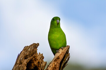 bird Maritaca in the sky