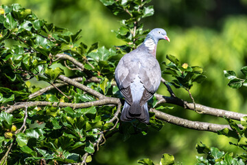 Common Wood Pigeon (Columba palumbus)