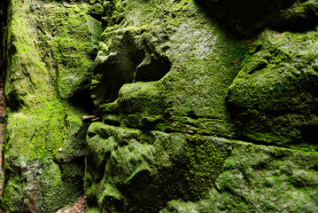 Fantastic view of the green canyon. Canyon Siberia. Teplice-Adrspach Rock Town. Czech Republic. Artistic picture. Beauty world.