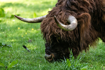 Highland Cattle (Bos (primigenius) taurus)