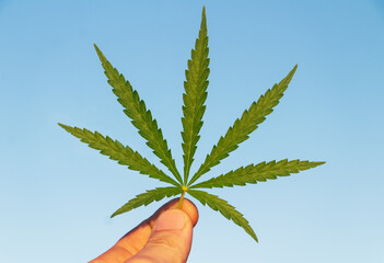 Cannabis leaf in hand on sun against blue sky background.