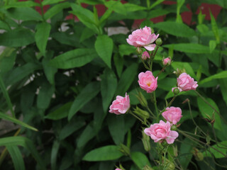 Bouquet of small pink roses on a background of greenery