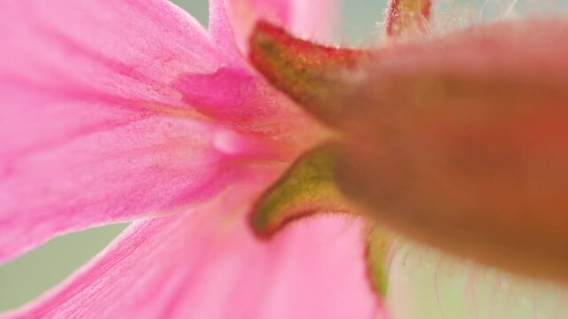 The feathery blooming flower of the red campion plant