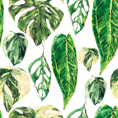 Watercolor aroid home plants seamless pattern. Botanical texture, tropical summer green leaves wallpaper