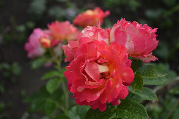A closeup of bright pink blooming roses in a garden on a summer day