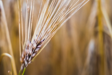 Fototapeta premium Scenic landscape spikelet of wheat on field background in summer, agriculture, close up spikelet