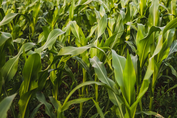 Green corn field in the summer evening, agricultural plants field