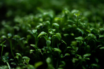 close up of a small green plant