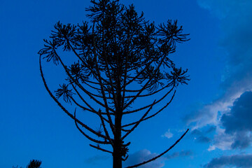 silhouette of tree - blue background