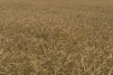 Dojrzałe zboże w polu. © boguslavus