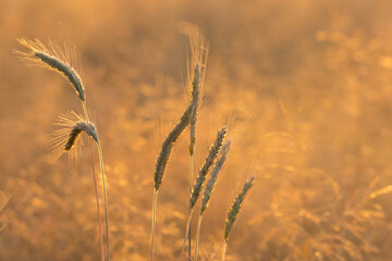 Dojrzałe kłosy zboża. © boguslavus