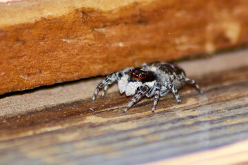 Araña Cazamoscas