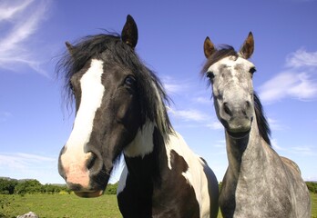 Two horses against up close against backdrop of blue sky with clouds