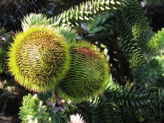 Araucaria cones close up