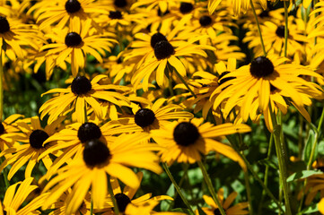 field of sunflowers