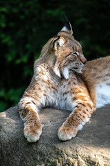 Eurasian Lynx (Lynx lynx) Portrait