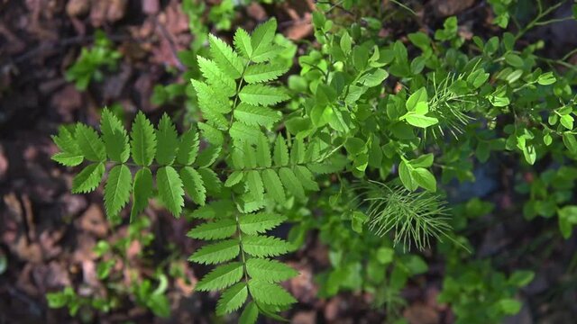 Young green sprout of a Rowan or ash wood tree (Sorbus aucuparia) in the spring
