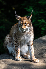 Eurasian Lynx (Lynx lynx) Portrait