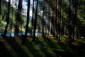 Forest inside the green valley tree view with copy space for your text