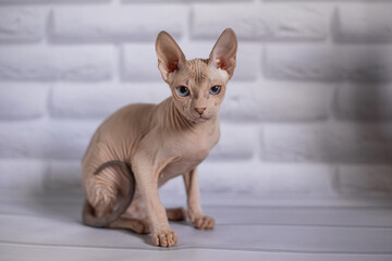 Sphinx; cat; blue eyed; bald; White background;