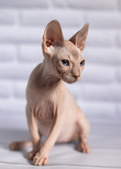 Sphinx; cat; blue eyed; bald; White background;