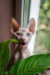 Sphinx; cat; blue eyed; bald; sitting on the window; home plants; pest;