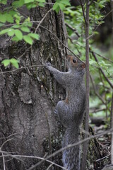 squirrel on a tree