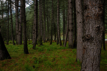 Obraz premium Photo of forest inside the green valley nature view with copy space for your text