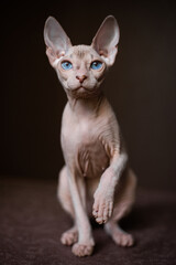 Sphinx; cat; blue eyed; bald; 