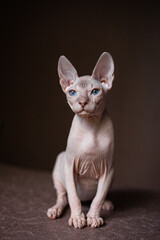 Sphinx; cat; blue eyed; bald; White background;