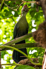 Perching Fischer's turaco (Tauraco fischeri)
