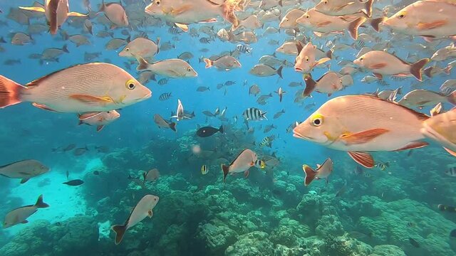 Banc de poissons de lagon &agrave; Rangiroa, Polyn&eacute;sie fran&ccedil;aise