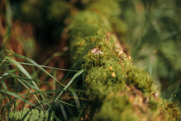 A close up of a tree