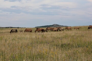  Panoramic view on the mountains of forests and fields. The herd of horses. Beautiful sky. Beautiful summer landscape.