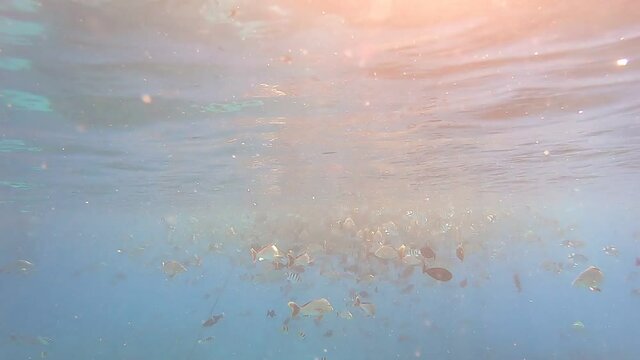 Banc de poissons de lagon &agrave; Rangiroa, Polyn&eacute;sie fran&ccedil;aise