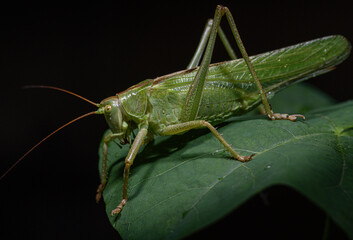 Green grasshopper on a leaf (Tettigonia viridissima)