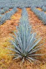 Beautiful Tequila agave landscape