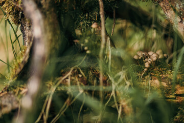 A close up of a tree
